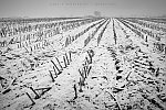 Abgeerntetes Feld im Schnee