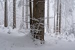 Verschneiter Winterwald